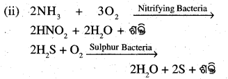 BSE Odisha 10th Class Life Science Important Questions Chapter 1 ପୋଷଣ 15