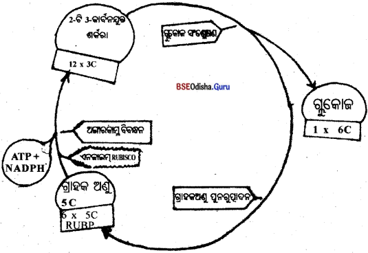 BSE Odisha 10th Class Life Science Notes Chapter 1 ପୋଷଣ 15