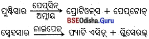 BSE Odisha 10th Class Life Science Notes Chapter 1 ପୋଷଣ 35
