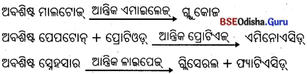 BSE Odisha 10th Class Life Science Notes Chapter 1 ପୋଷଣ 38