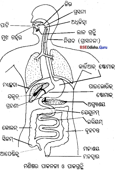 BSE Odisha 10th Class Life Science Notes Chapter 1 ପୋଷଣ 45