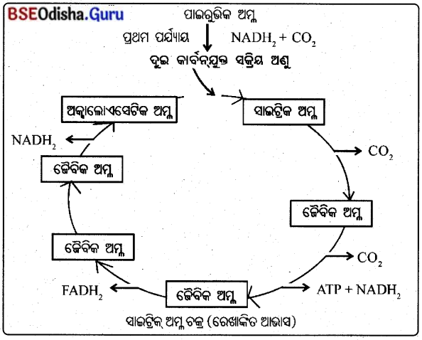BSE Odisha 10th Class Life Science Notes Chapter 2 ଶ୍ବସନ 3