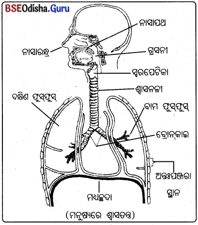 BSE Odisha 10th Class Life Science Notes Chapter 2 ଶ୍ବସନ 6