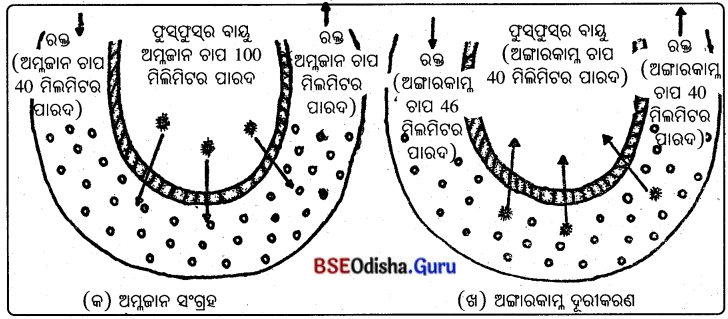 BSE Odisha 10th Class Life Science Notes Chapter 2 ଶ୍ବସନ 7