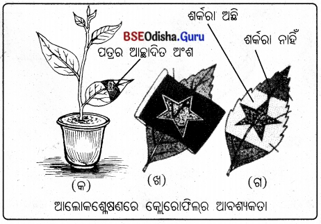 BSE Odisha 10th Class Life Science Solutions Chapter 1 ପୋଷଣ 1