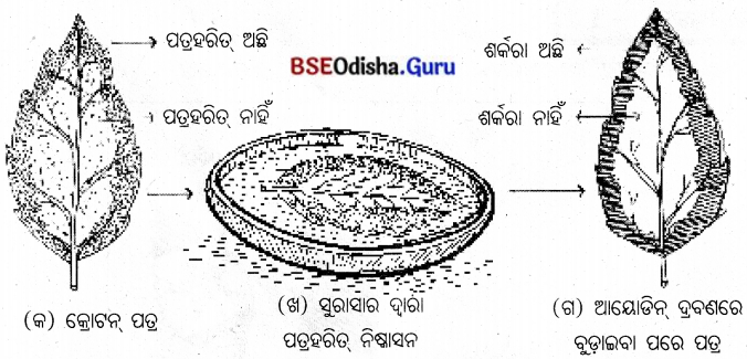 BSE Odisha 10th Class Life Science Solutions Chapter 1 ପୋଷଣ 2