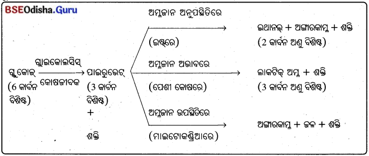BSE Odisha 10th Class Life Science Solutions Chapter 2 ଶ୍ବସନ 5