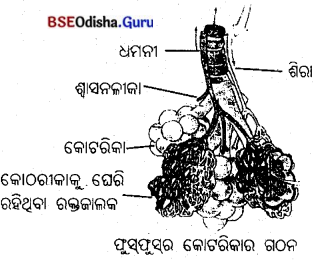 BSE Odisha 10th Class Life Science Important Questions Chapter 2 ଶ୍ବସନ 10