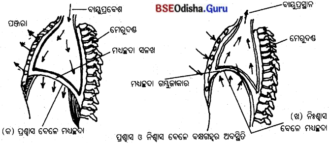 BSE Odisha 10th Class Life Science Important Questions Chapter 2 ଶ୍ବସନ 12