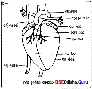 BSE Odisha 10th Class Life Science Important Questions Chapter 3 ପରିବହନ ଓ ସଞ୍ଚାଳନ 8