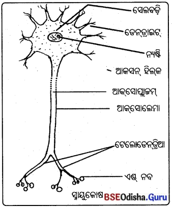 BSE Odisha 10th Class Life Science Important Questions Chapter 5 ନିୟନ୍ତ୍ରଣ ଓ ସମନ୍ଵୟ 2