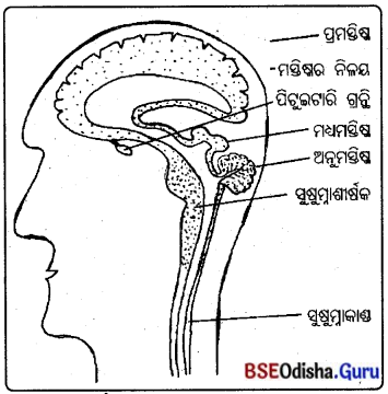 BSE Odisha 10th Class Life Science Important Questions Chapter 5 ନିୟନ୍ତ୍ରଣ ଓ ସମନ୍ଵୟ 3