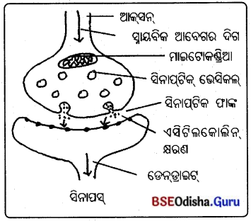 BSE Odisha 10th Class Life Science Important Questions Chapter 5 ନିୟନ୍ତ୍ରଣ ଓ ସମନ୍ଵୟ 4