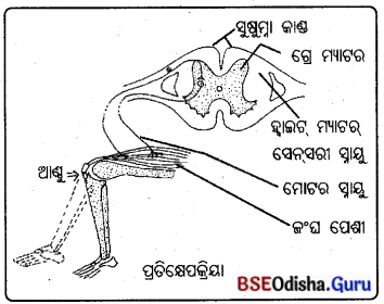 BSE Odisha 10th Class Life Science Important Questions Chapter 5 ନିୟନ୍ତ୍ରଣ ଓ ସମନ୍ଵୟ 5