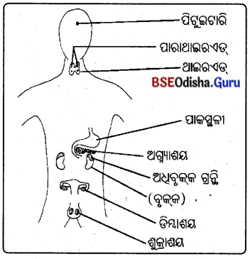 BSE Odisha 10th Class Life Science Important Questions Chapter 5 ନିୟନ୍ତ୍ରଣ ଓ ସମନ୍ଵୟ 6