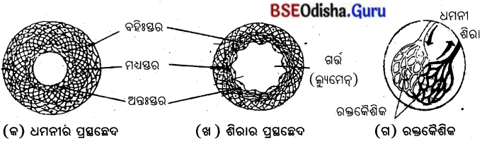 BSE Odisha 10th Class Life Science Notes Chapter 3 ପରିବହନ ଓ ସଞ୍ଚାଳନ 1