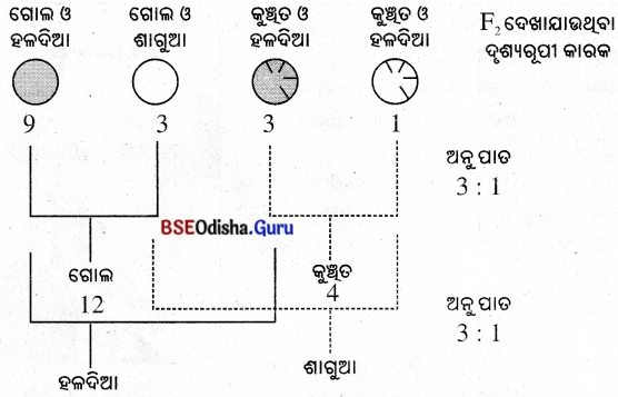BSE Odisha 10th Class Life Science Notes Chapter 7 ବଂଶାନୁକ୍ରମ ଓ ବିବର୍ତ୍ତନ 3