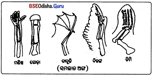 BSE Odisha 10th Class Life Science Notes Chapter 7 ବଂଶାନୁକ୍ରମ ଓ ବିବର୍ତ୍ତନ 6