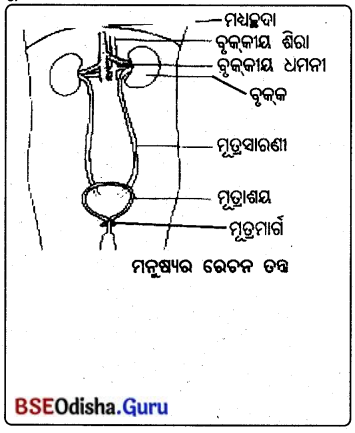 BSE Odisha 10th Class Life Science Solutions Chapter 4 ରେଚନ 2