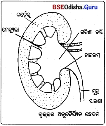 BSE Odisha 10th Class Life Science Solutions Chapter 4 ରେଚନ 3