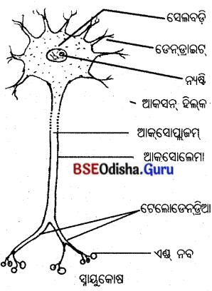 BSE Odisha 10th Class Life Science Solutions Chapter 5 ନିୟନ୍ତ୍ରଣ ଓ ସମନ୍ଵୟ 4
