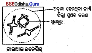 BSE Odisha 10th Class Life Science Solutions Chapter 6 ଜନନ 11