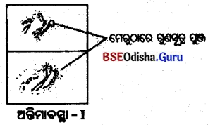 BSE Odisha 10th Class Life Science Solutions Chapter 6 ଜନନ 17