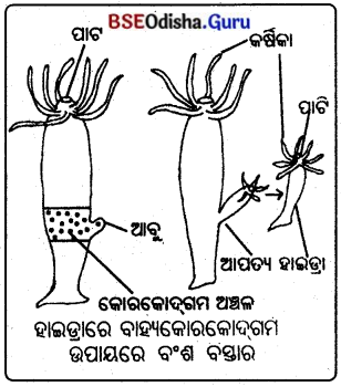 BSE Odisha 10th Class Life Science Solutions Chapter 6 ଜନନ 2