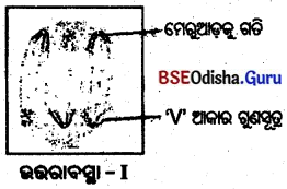 BSE Odisha 10th Class Life Science Solutions Chapter 6 ଜନନ 20