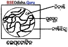 BSE Odisha 10th Class Life Science Solutions Chapter 6 ଜନନ 7
