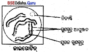 BSE Odisha 10th Class Life Science Solutions Chapter 6 ଜନନ 8