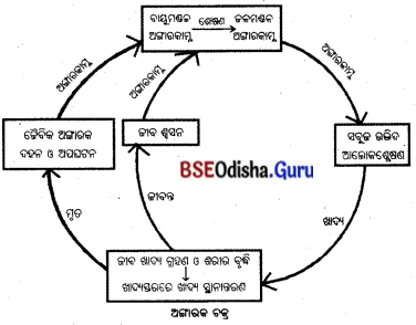 BSE Odisha 10th Class Life Science Solutions Chapter 9 ଆମ ପରିବେଶ 3