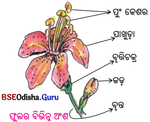 BSE Odisha 6th Class Science Important Questions Chapter 9 ଉଭିଦର ବିଭିନ୍ନ ଅଂଶର ଗଠନ ଓ କାର୍ଯ୍ୟ - 3
