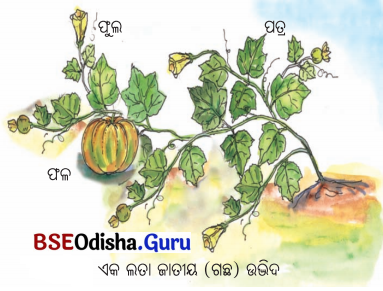 BSE Odisha 6th Class Science Solutions Chapter 1 ଖାଦ୍ୟର ଉତ୍ସ - 15