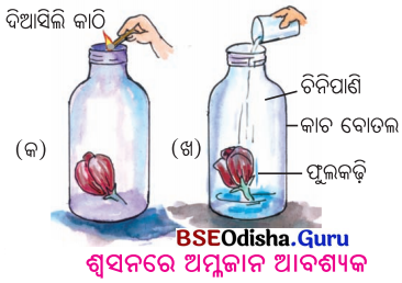 BSE Odisha 6th Class Science Solutions Chapter 17 ଜୀବଜଗତ ପାଇଁ ବାୟୁର ଗୁରୁତ୍ଵ - 4