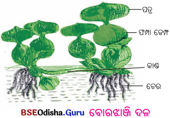 BSE Odisha 6th Class Science Solutions Chapter 17 ଜୀବଜଗତ ପାଇଁ ବାୟୁର ଗୁରୁତ୍ଵ - 5