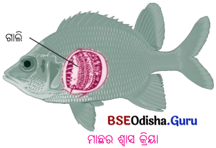 BSE Odisha 6th Class Science Solutions Chapter 17 ଜୀବଜଗତ ପାଇଁ ବାୟୁର ଗୁରୁତ୍ଵ - 6
