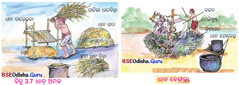 BSE Odisha 6th Class Science Solutions Chapter 3 ଖାଦ୍ୟ ପଦାର୍ଥର ପରିଷ୍କରଣ - 9