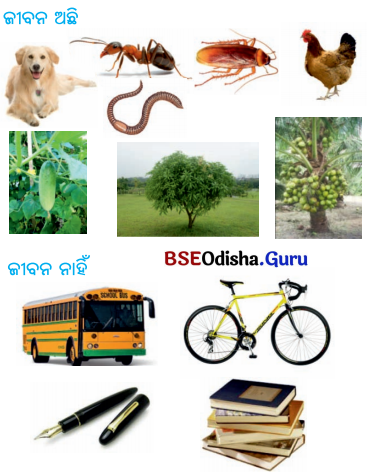 BSE Odisha 6th Class Science Solutions Chapter 7 ଜୀବ ଓ ନିର୍ଜୀବ - 2
