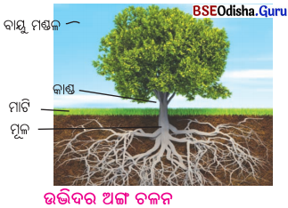 BSE Odisha 6th Class Science Solutions Chapter 7 ଜୀବ ଓ ନିର୍ଜୀବ - 4