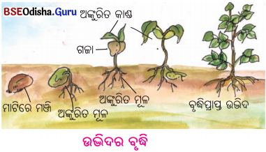 BSE Odisha 6th Class Science Solutions Chapter 7 ଜୀବ ଓ ନିର୍ଜୀବ - 5