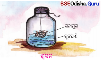 BSE Odisha 6th Class Science Solutions Chapter 7 ଜୀବ ଓ ନିର୍ଜୀବ - 6