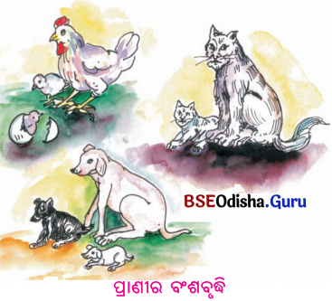 BSE Odisha 6th Class Science Solutions Chapter 7 ଜୀବ ଓ ନିର୍ଜୀବ - 8