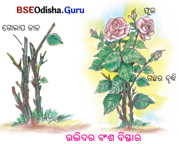 BSE Odisha 6th Class Science Solutions Chapter 7 ଜୀବ ଓ ନିର୍ଜୀବ - 9