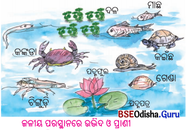 BSE Odisha 6th Class Science Solutions Chapter 8 ପରିସ୍ଥାନ - 1