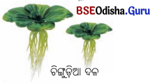 BSE Odisha 6th Class Science Solutions Chapter 8 ପରିସ୍ଥାନ - 3