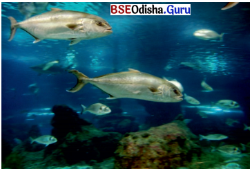 BSE Odisha 6th Class Science Solutions Chapter 8 ପରିସ୍ଥାନ - 4
