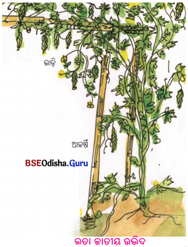 BSE Odisha 6th Class Science Solutions Chapter 8 ପରିସ୍ଥାନ - 6