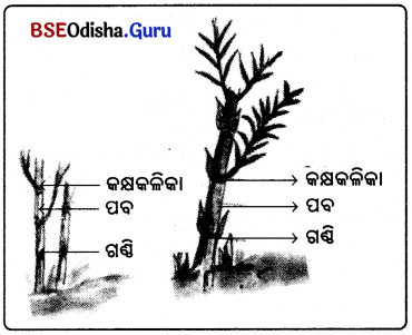 BSE Odisha 6th Class Science Solutions Chapter 9 ଉଭିଦର ବିଭିନ୍ନ ଅଂଶର ଗଠନ ଓ କାର୍ଯ୍ୟ - 10