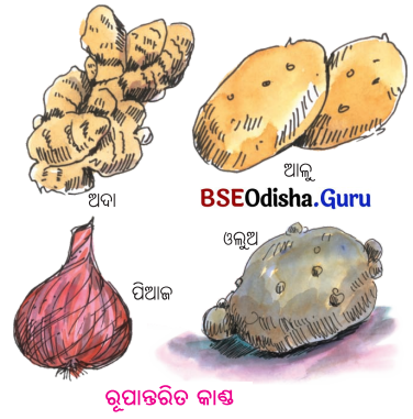 BSE Odisha 6th Class Science Solutions Chapter 9 ଉଭିଦର ବିଭିନ୍ନ ଅଂଶର ଗଠନ ଓ କାର୍ଯ୍ୟ - 11